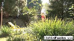 Brincadeira de brinquedo quente com dahlia sky